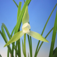 Cymbidium goeringii ‘hakuun ’中国春蘭 「白雲」