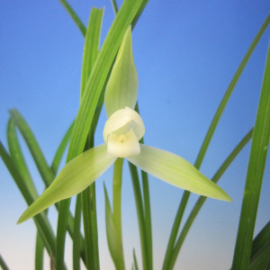 Cymbidium goeringii ‘hakuun ’中国春蘭 「白雲」の画像