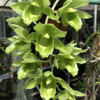 Clowesetum Black Jade