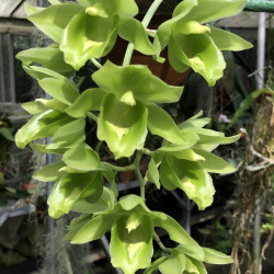 Clowesetum Black Jade