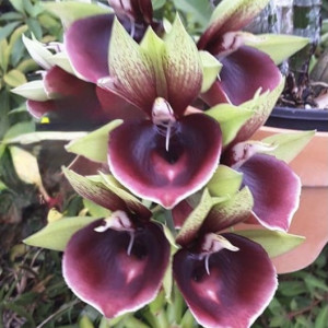 Ctsm. Mark's Red Hermosaの画像