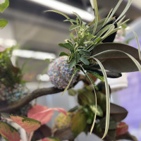 ギャザリング苔玉