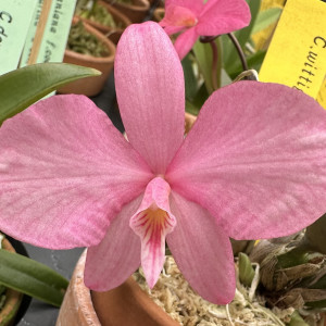 C.wittigianaの画像