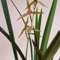 土佐寒蘭