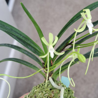 富貴蘭　翡翠