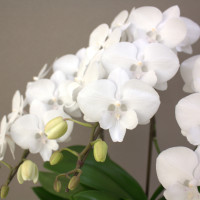 氷晶切り花
