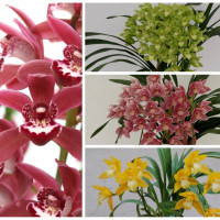 テーブルシンビジウム