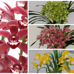 テーブルシンビジウム