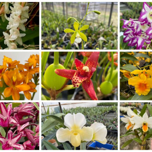 選べる洋蘭セットの画像