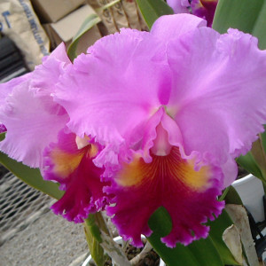 カトレアの画像