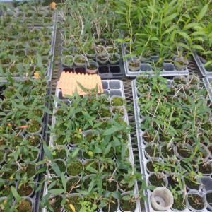 洋ラン苗の画像