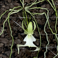 Dendrophylax lindenii　幽霊蘭として知られるコレクターアイテム