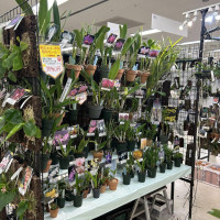 趣味の洋らん各種（写真は見本です）