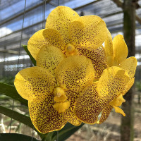 Vanda Suksamram Gold