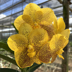Vanda Suksamram Gold