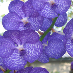 Vanda coerulea Blue