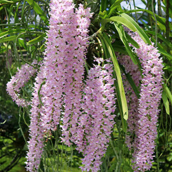 Rhynchostylis　retusa'Tee × Jairak'