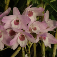 デンドロビューム