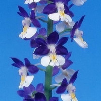 えびね銘花の小苗