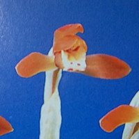 天心