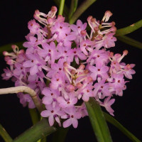 V.christensoniana (桜バンダ)