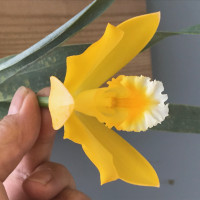 Psh.citrina