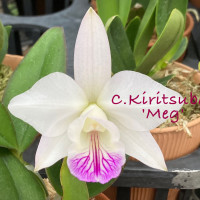 C.Kiritsubo 'Meg'