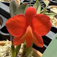 C.coccinea
