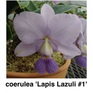 C.walkeriana coerulea ‘Lapis Lazuli #1の画像