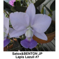 C.walkeriana coerulea ‘Satox&BENTON JP ‘