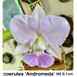 C.walkeriana  coerulea ‘Andromeda’