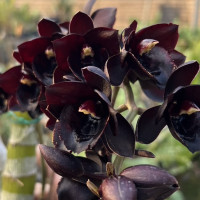Fredclarkeara Dark Matter ‘Orchis’