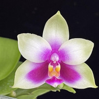 Phal.bellina