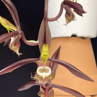 Catasetum saccatum