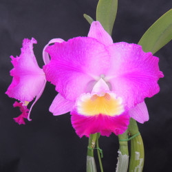 Rlc.Perfect Lady 'New Town' SSM/JOGA