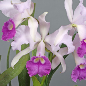 C.Lawre-Mossiae 'Grandmesse' BM/JGPの画像