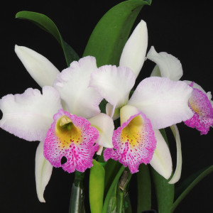 Rby.Cool Dinosaur 'Spotted Lip' BM/JGPの画像