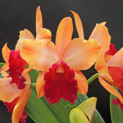 Rlc.Aloha Fortune 'Electric Orange'