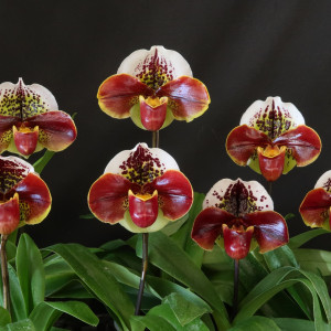 Paph. Thunder Worldの画像
