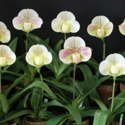 Paph. Galaxy Stone