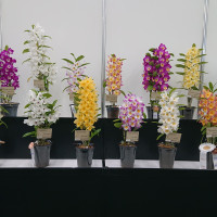 瀬戸内オーキッド