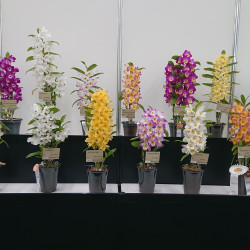 瀬戸内オーキッド