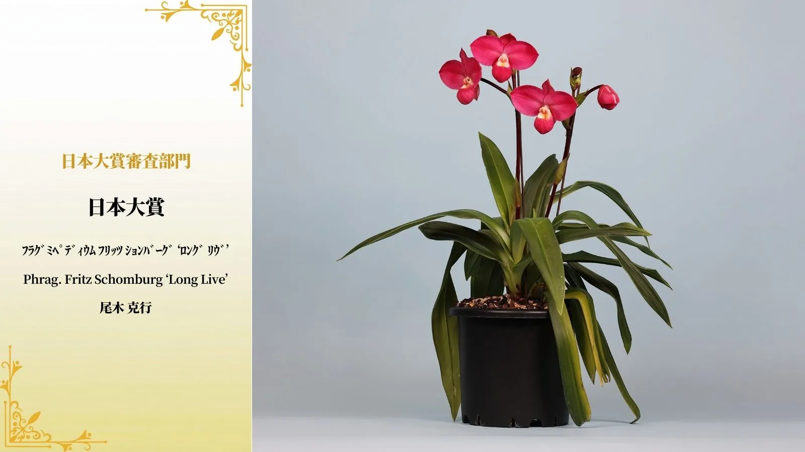 日本大賞