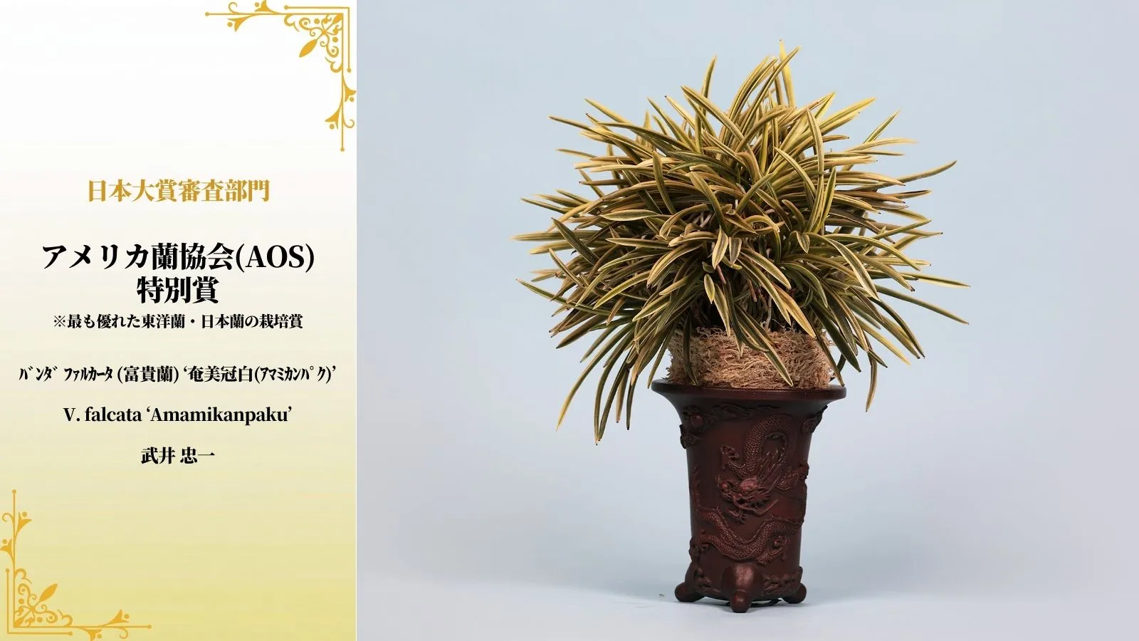 アメリカ乱協会特別賞