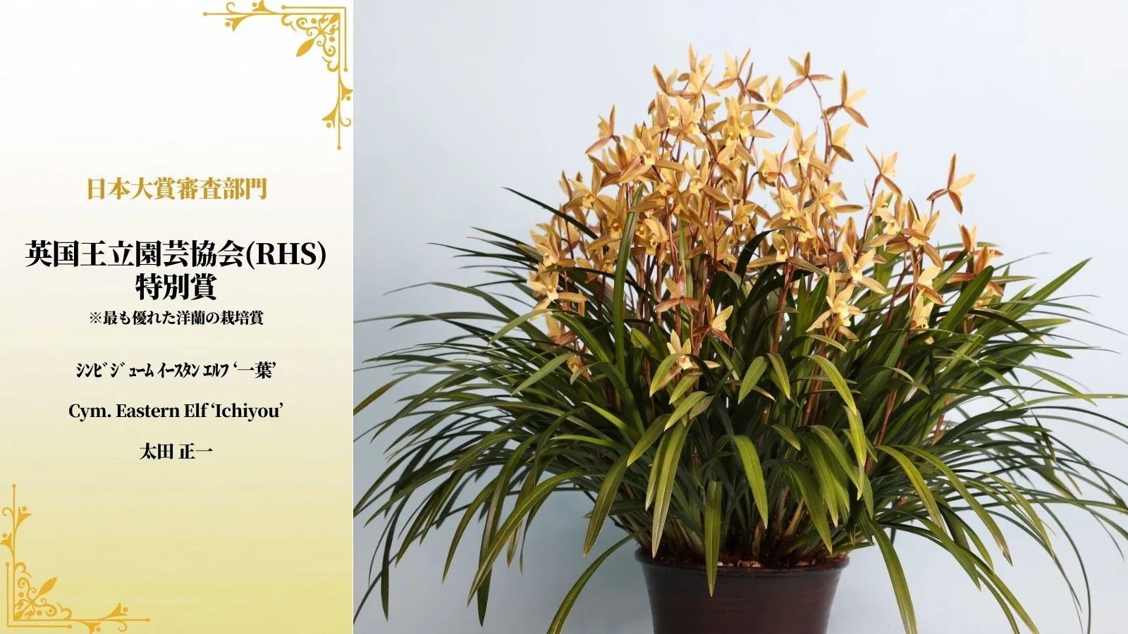 英国王立園芸協会特別賞