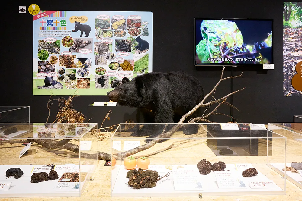 うんち展の様子