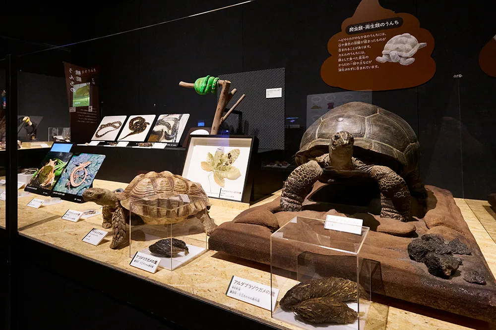 うんち展の様子
